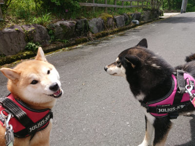 f:id:roukenhome-ann:20190521130137j:plain