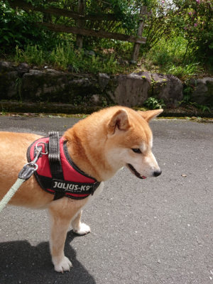 f:id:roukenhome-ann:20190521130214j:plain
