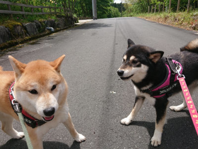 f:id:roukenhome-ann:20190521130239j:plain
