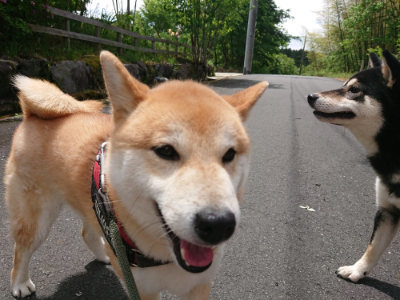 f:id:roukenhome-ann:20190521130244j:plain