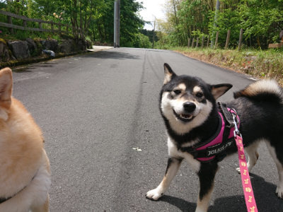 f:id:roukenhome-ann:20190521130308j:plain