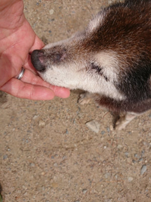 f:id:roukenhome-ann:20190521130330j:plain