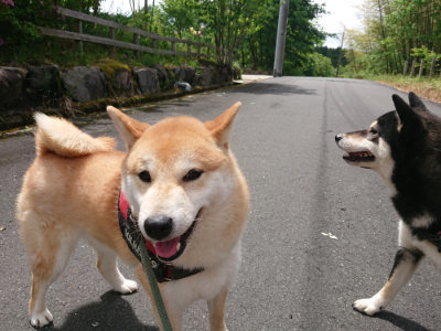 f:id:roukenhome-ann:20190521130336j:plain