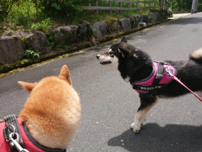 f:id:roukenhome-ann:20190521130342j:plain