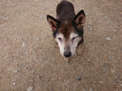 f:id:roukenhome-ann:20190521130559j:plain