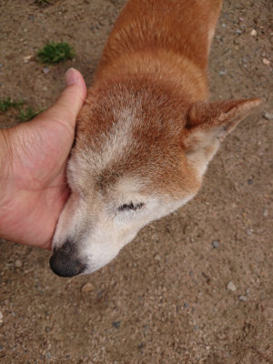 f:id:roukenhome-ann:20190521130608j:plain