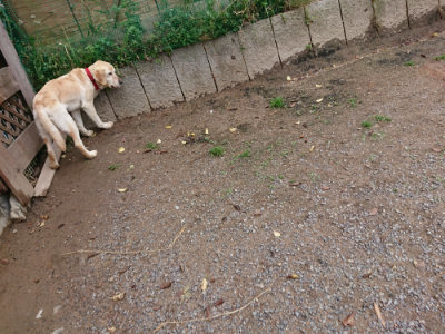 f:id:roukenhome-ann:20190521150151j:plain