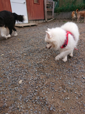 f:id:roukenhome-ann:20190521150250j:plain
