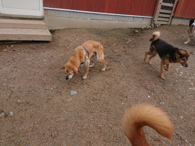 f:id:roukenhome-ann:20190521150333j:plain
