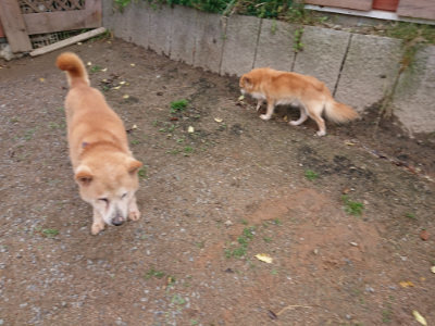 f:id:roukenhome-ann:20190521150421j:plain