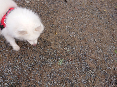 f:id:roukenhome-ann:20190521150438j:plain