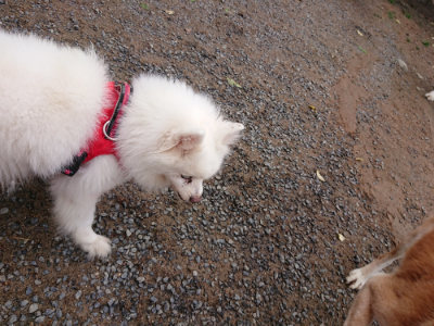 f:id:roukenhome-ann:20190521150505j:plain