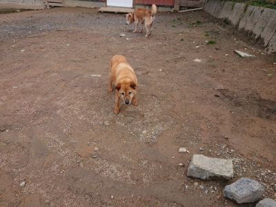 f:id:roukenhome-ann:20190521150530j:plain