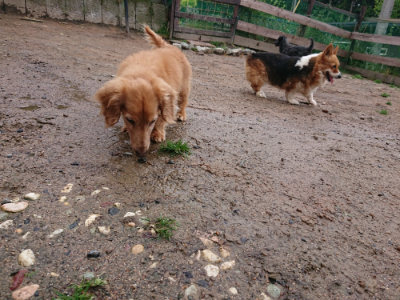 f:id:roukenhome-ann:20190521153651j:plain
