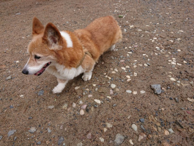 f:id:roukenhome-ann:20190521153713j:plain