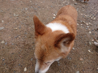 f:id:roukenhome-ann:20190521153752j:plain