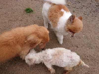 f:id:roukenhome-ann:20190521153824j:plain