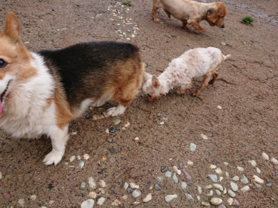 f:id:roukenhome-ann:20190521153937j:plain