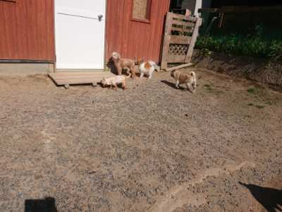 f:id:roukenhome-ann:20190524084745j:plain