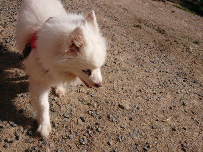 f:id:roukenhome-ann:20190524084927j:plain
