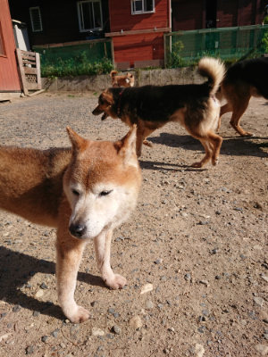 f:id:roukenhome-ann:20190524085305j:plain
