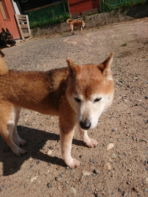 f:id:roukenhome-ann:20190524085323j:plain