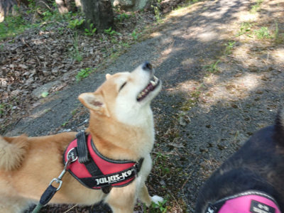 f:id:roukenhome-ann:20190524085839j:plain