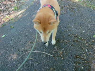 f:id:roukenhome-ann:20190524085917j:plain