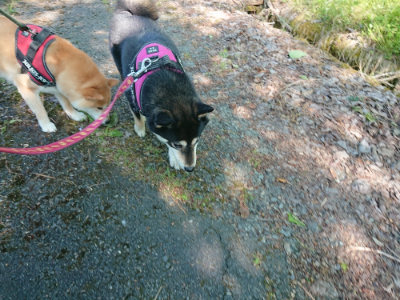f:id:roukenhome-ann:20190524085941j:plain