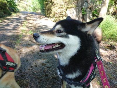 f:id:roukenhome-ann:20190524093550j:plain