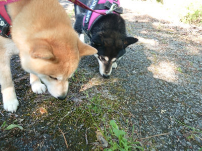 f:id:roukenhome-ann:20190524093602j:plain