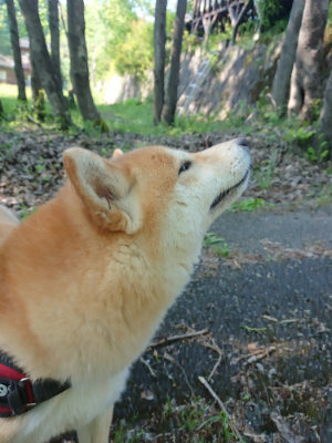 f:id:roukenhome-ann:20190524093613j:plain