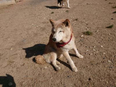f:id:roukenhome-ann:20190524093803j:plain