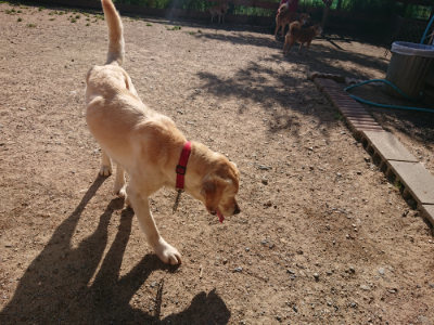 f:id:roukenhome-ann:20190524093856j:plain