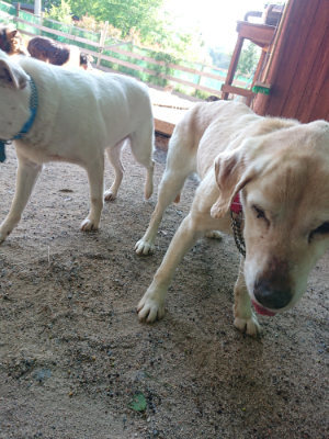 f:id:roukenhome-ann:20190524133926j:plain