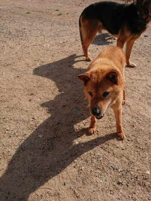 f:id:roukenhome-ann:20190524134434j:plain