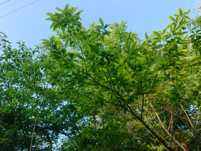 f:id:roukenhome-ann:20190524135107j:plain