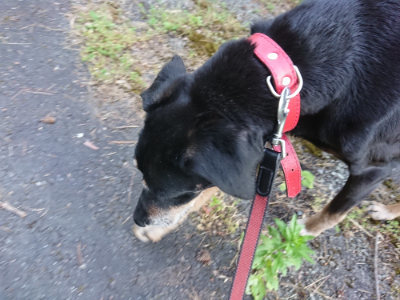 f:id:roukenhome-ann:20190524135227j:plain