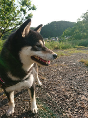 f:id:roukenhome-ann:20190524142146j:plain