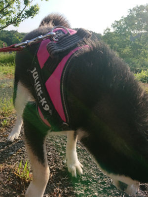 f:id:roukenhome-ann:20190524142525j:plain