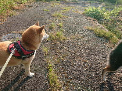f:id:roukenhome-ann:20190524142619j:plain