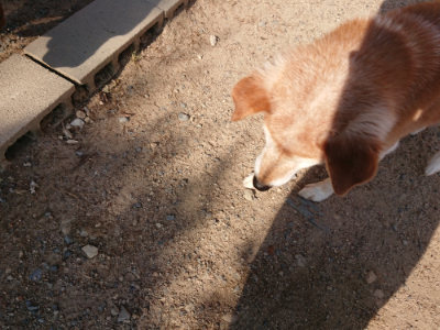 f:id:roukenhome-ann:20190524143250j:plain