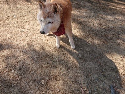 f:id:roukenhome-ann:20190524143310j:plain