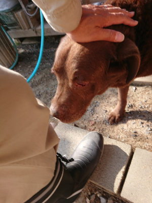 f:id:roukenhome-ann:20190524143321j:plain