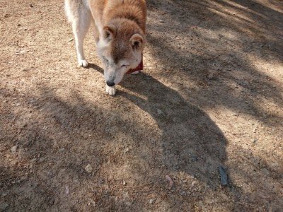 f:id:roukenhome-ann:20190524143345j:plain