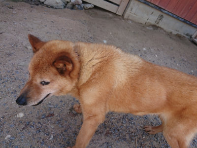 f:id:roukenhome-ann:20190524151742j:plain