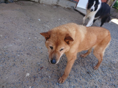 f:id:roukenhome-ann:20190524151908j:plain