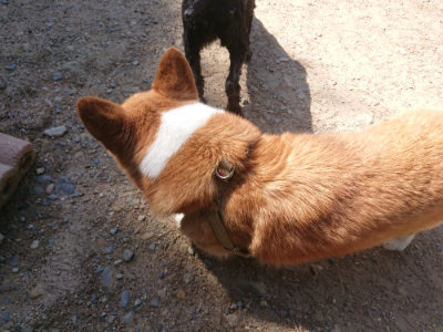 f:id:roukenhome-ann:20190524151913j:plain