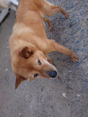 f:id:roukenhome-ann:20190524151937j:plain