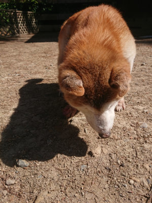 f:id:roukenhome-ann:20190524152043j:plain